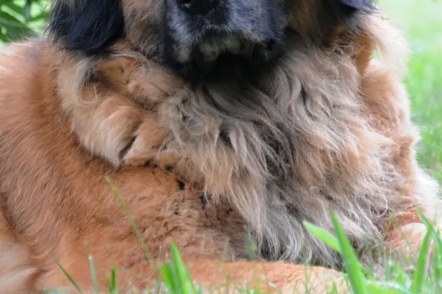 Como Usar Colírios em Cães: Um Guia Completo