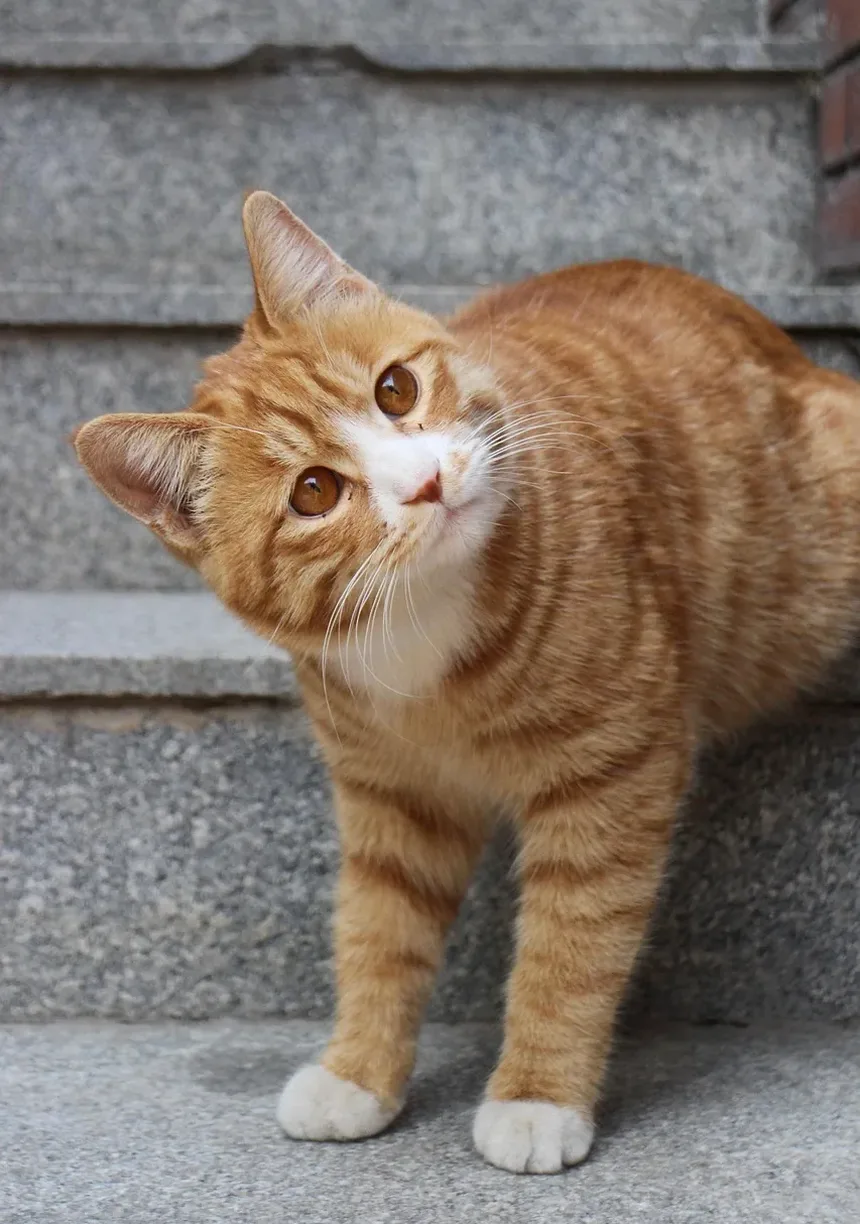 Sinais de Intoxicação por Anticongelante em Gatos: Compreendendo os Sintomas e Tomando Medidas