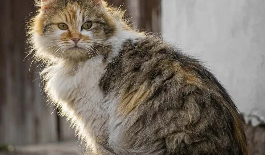 Sinais de Intoxicação por Anticongelante em Gatos: Compreendendo os Sintomas e Tomando Medidas