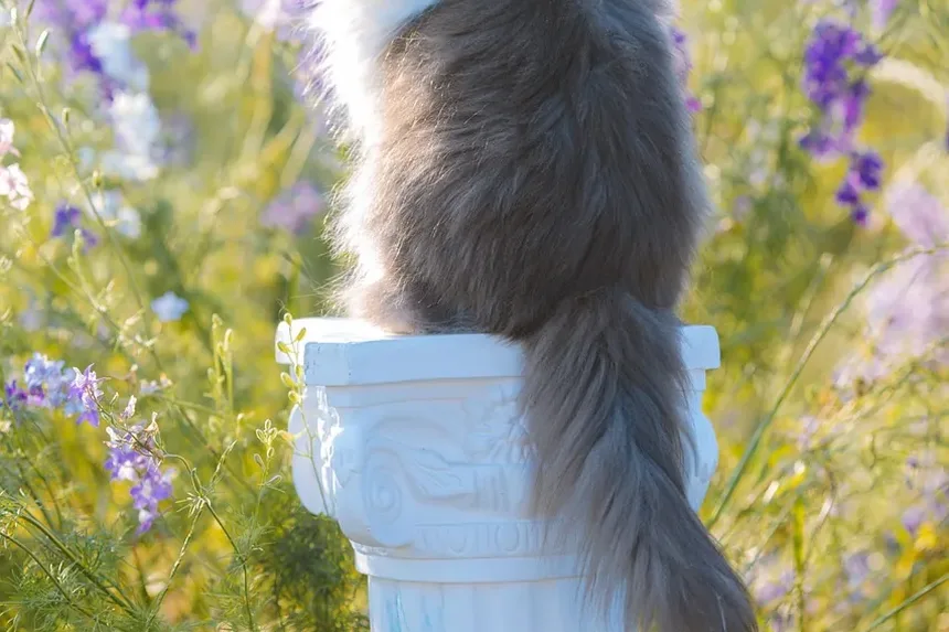 Sinais de Intoxicação por Anticongelante em Gatos: Compreendendo os Sintomas e Tomando Medidas