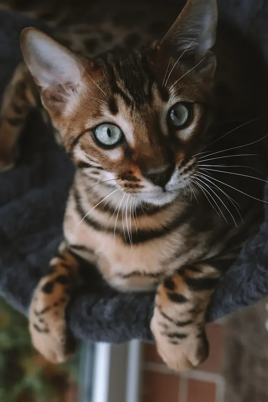 Sinais de Intoxicação por Chocolate em Gatos: Um Guia Completo para Donos de Animais