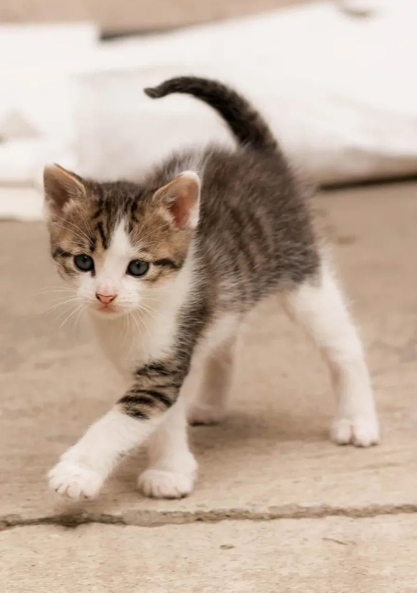 Sinais de Intoxicação por Chocolate em Gatos: Um Guia Completo para Donos de Animais