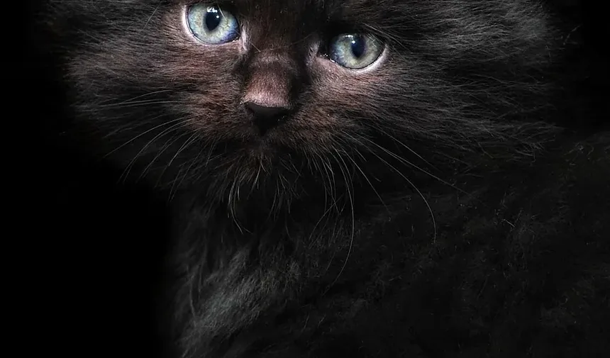 Sinais de Intoxicação por Chocolate em Gatos: Um Guia Completo para Donos de Animais