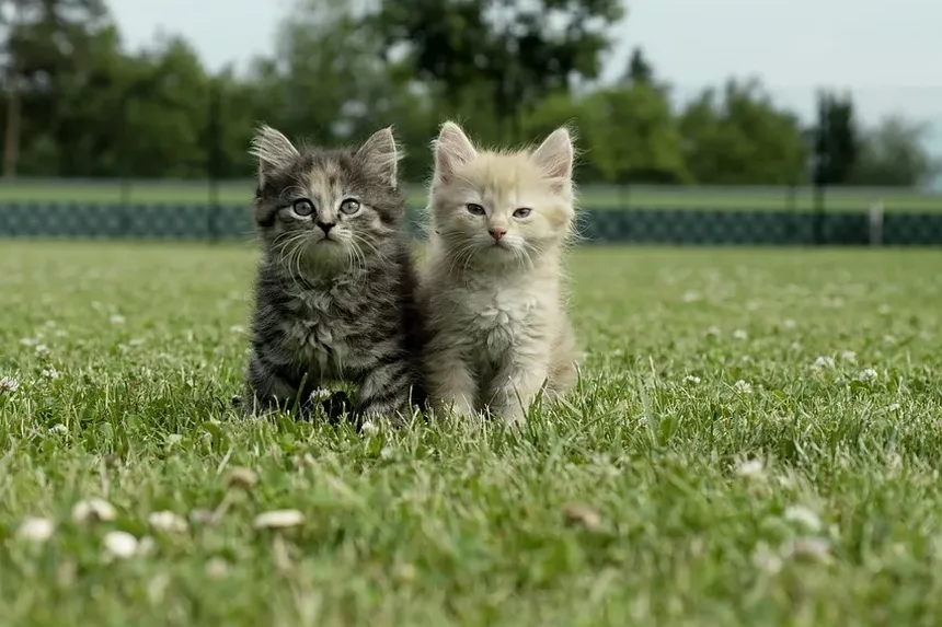 Sinais de Intoxicação por Chocolate em Gatos: Um Guia Completo para Donos de Animais