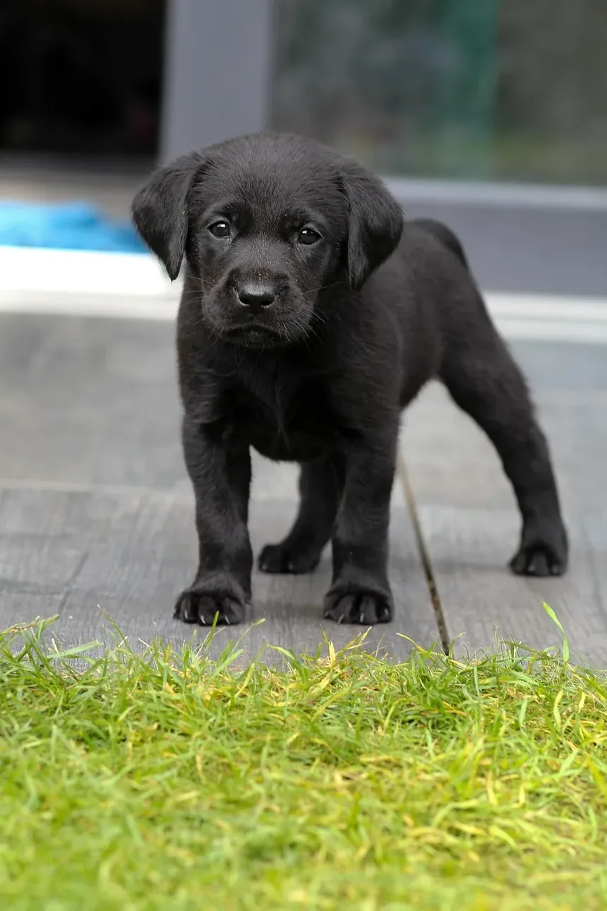 Sintomas de Intoxicação por Álcool em Cães: Reconhecendo os Sinais e Agindo