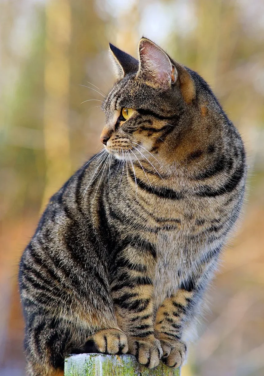 O Que Significa Quando Seu Gato Mia Olá?