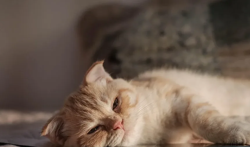 O Que Significa Quando Seu Gato Mia Olá?