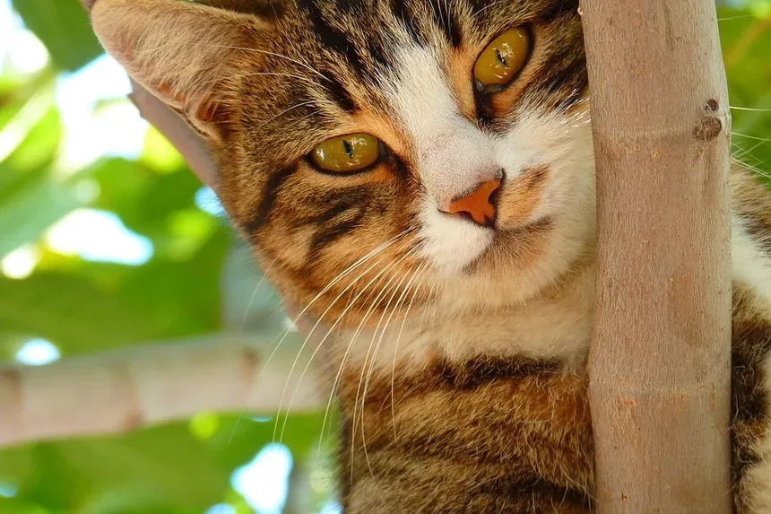 O Que Significa Quando Seu Gato Mia Olá?