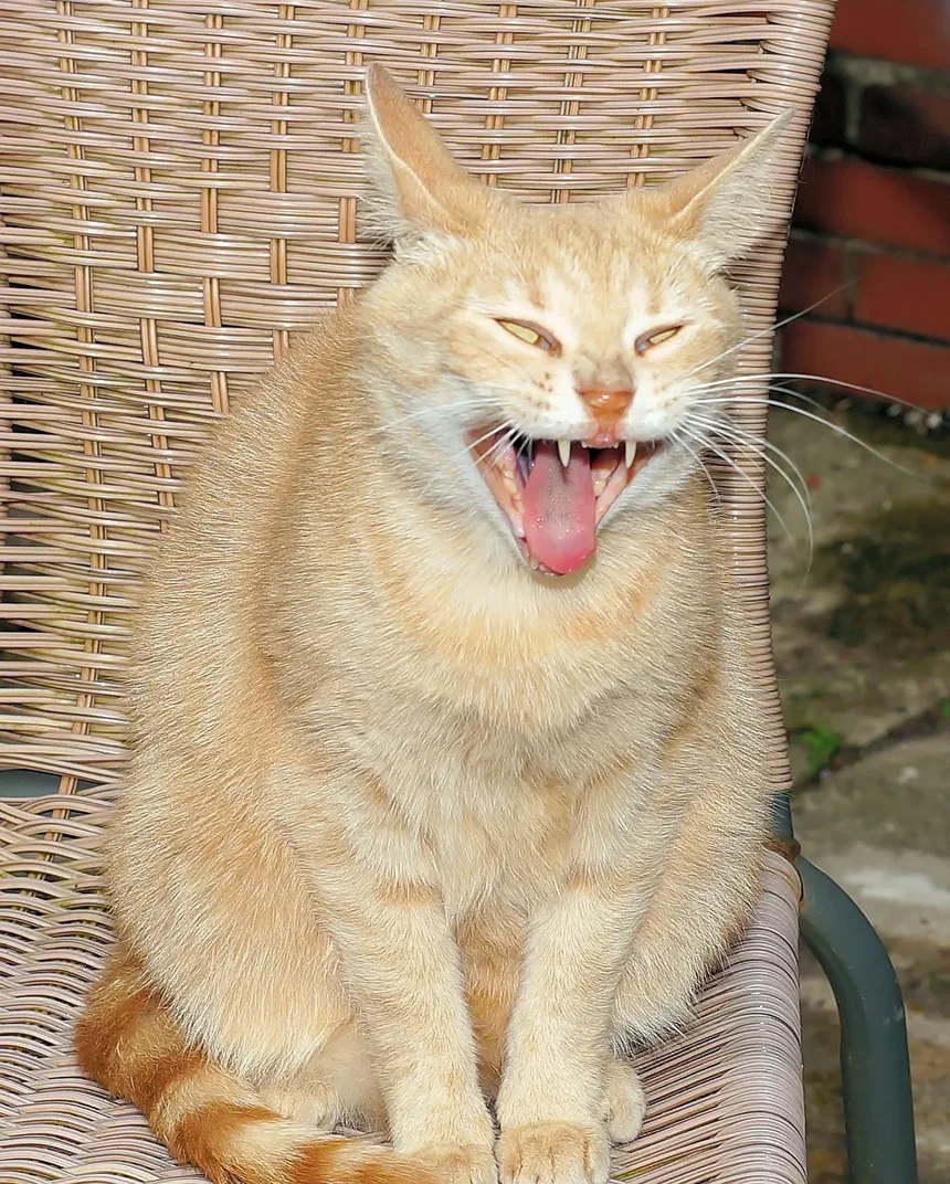 E Se Meu Gato Comer uma Barata Envenenada?