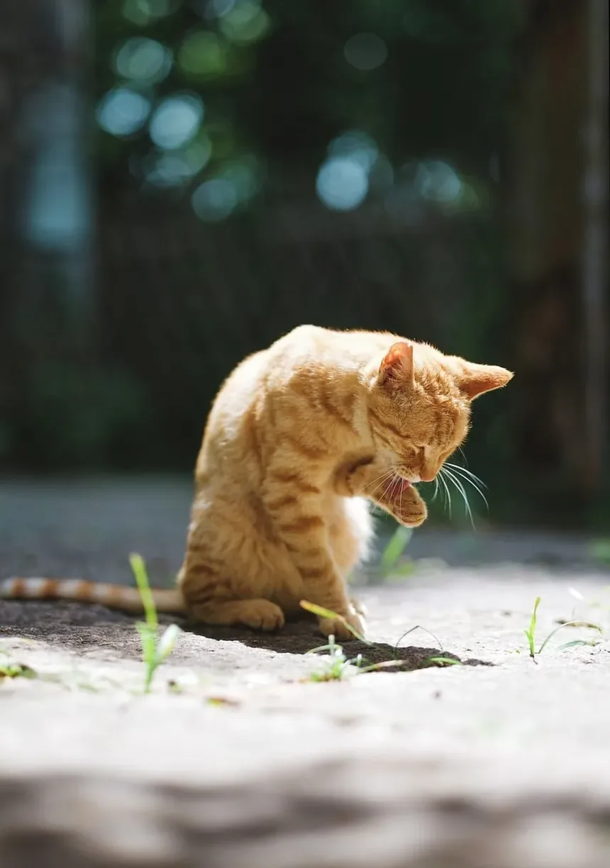 E Se Meu Gato Comer uma Barata Envenenada?