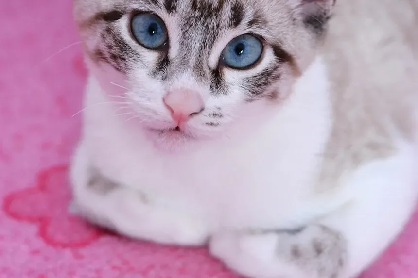 E Se Meu Gato Comer uma Barata Envenenada?