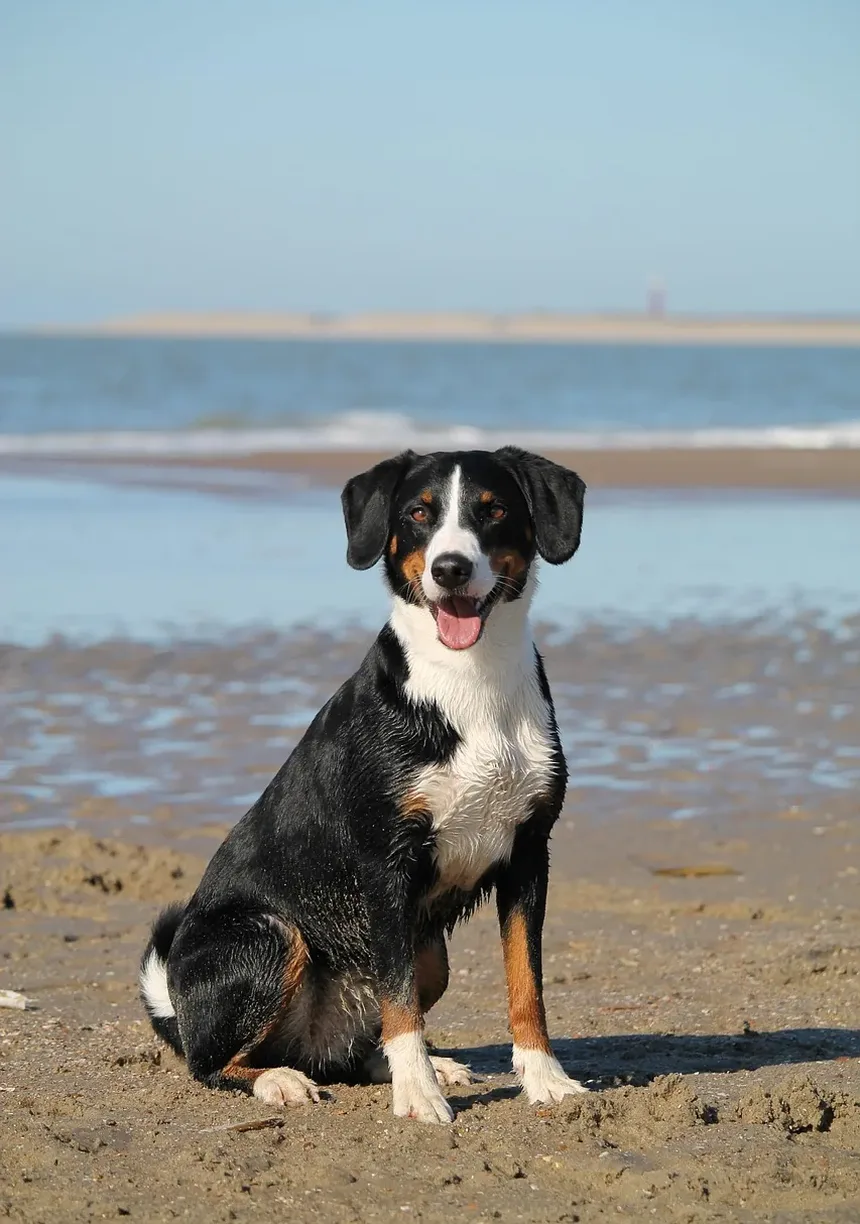 E Se Meu Cão Comeu Veneno para Moscas? Um Guia Completo