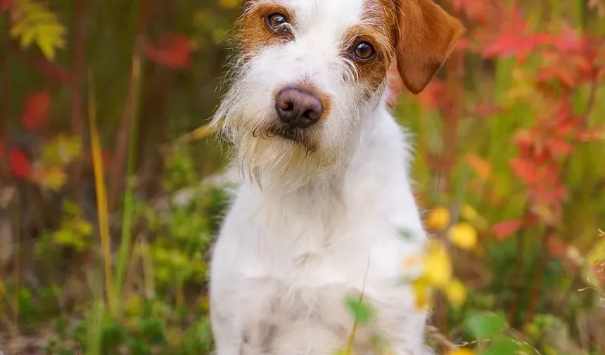 E Se Meu Cão Comeu Veneno para Moscas? Um Guia Completo