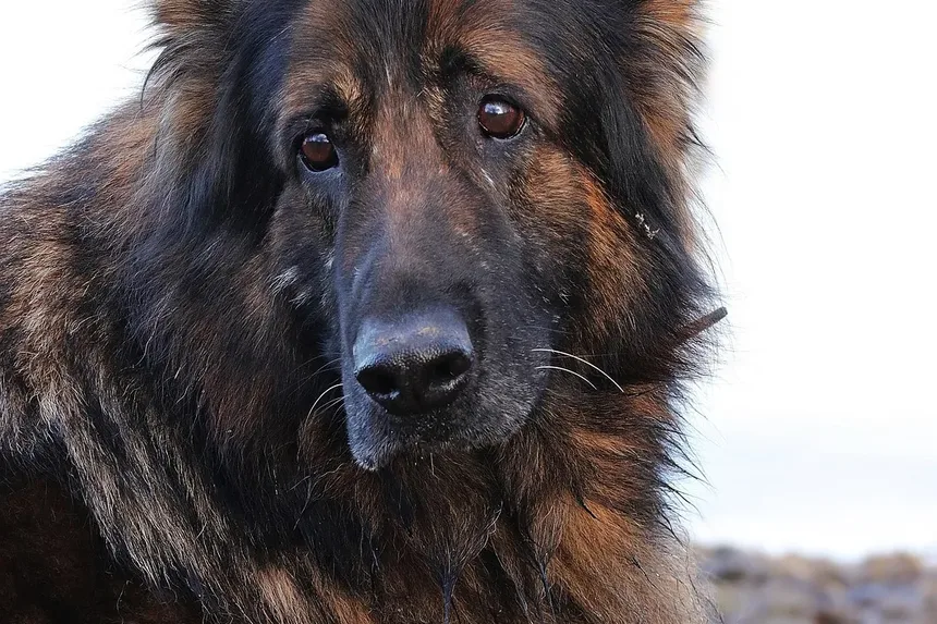 E Se Meu Cão Comeu Veneno para Moscas? Um Guia Completo