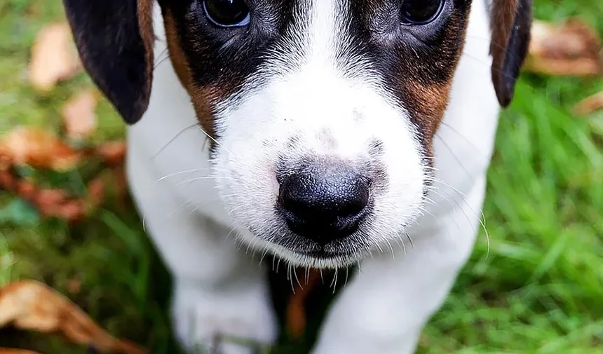 Qual é o Alimento Mais Alérgico para Cães?