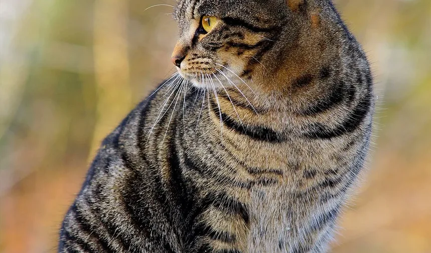 O que Fazer com Gatos que Passam Mal no Carro