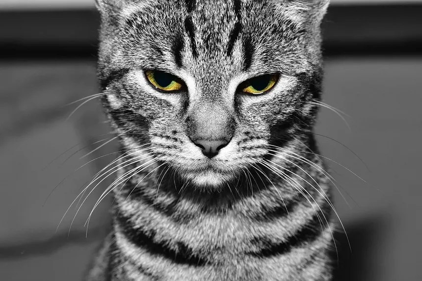 O que Fazer com Gatos que Passam Mal no Carro
