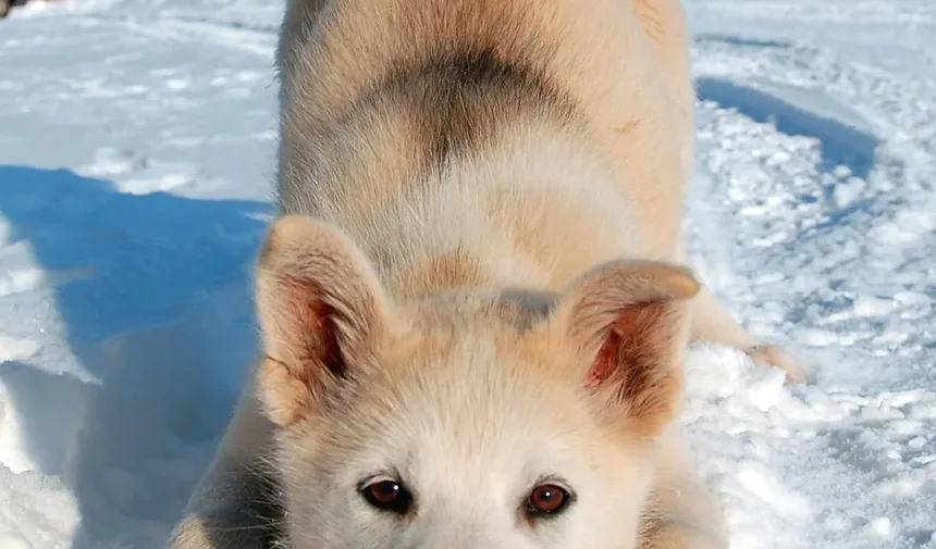 O Que Fazer Se Seu Cão Comer Veneno de Formiga de Fogo