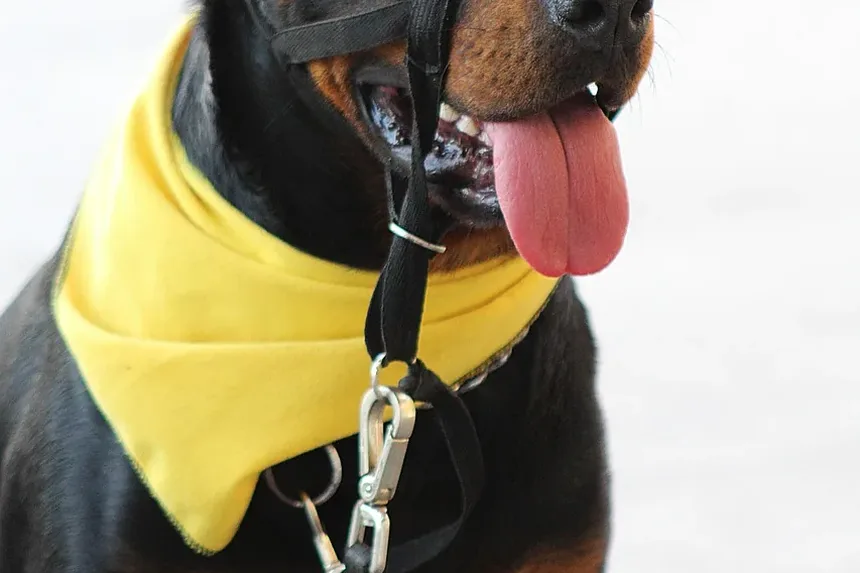O Que Fazer Se Seu Cão Comer Veneno de Formiga de Fogo