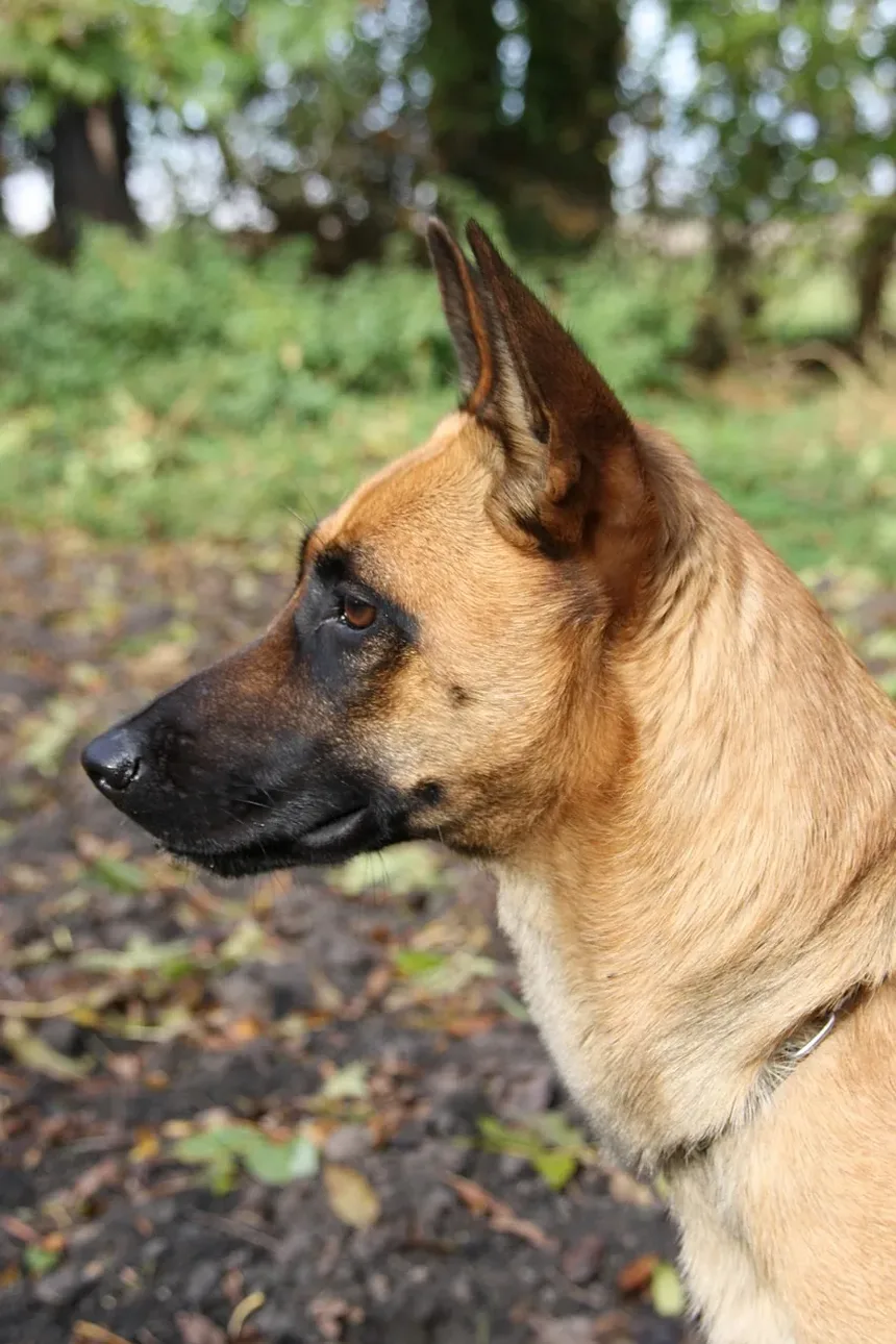 O Que Fazer Se Seu Cão Comer Veneno Tom Cat