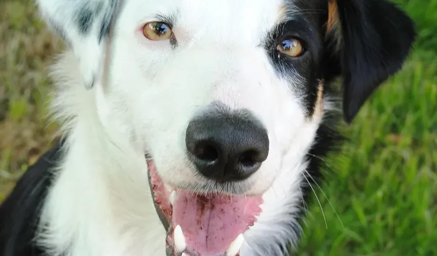 O Que Fazer Se Seu Cão Comer Veneno Tom Cat