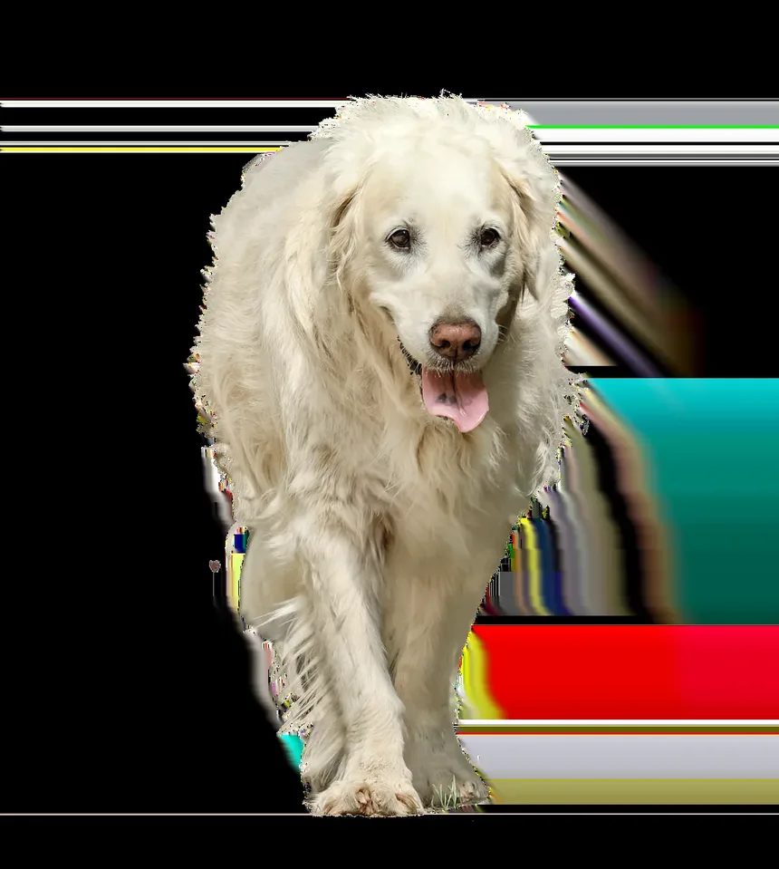 Quando um Cão Tem Câncer: Reconhecendo os Sinais