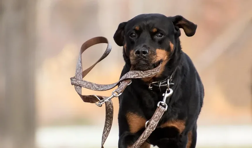 Quando um Cão Tem Câncer: Reconhecendo os Sinais