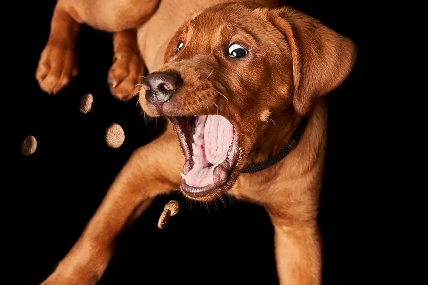 Quando um Cão Tem Câncer: Reconhecendo os Sinais