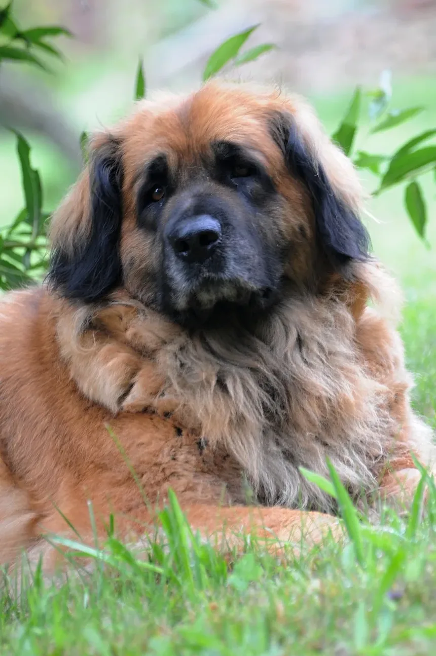 Por Que Meu Cachorro Tem Secreção nos Olhos?