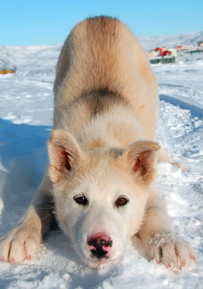 Por Que Meu Cachorro Tem Secreção nos Olhos?