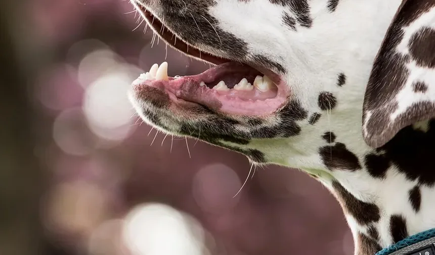 Por Que Meu Cachorro Tem Secreção nos Olhos?