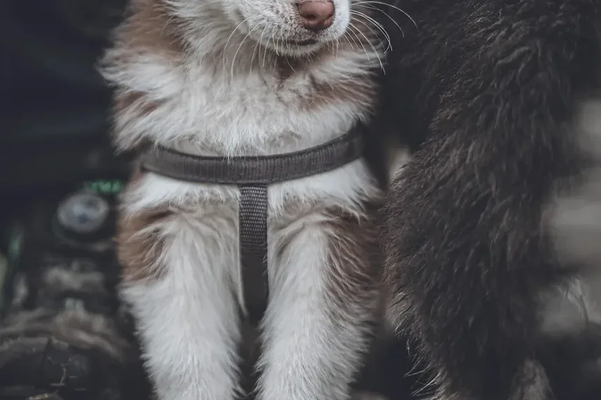 Por Que Meu Cachorro Tem Secreção nos Olhos?